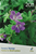 Kavel 182 (17)